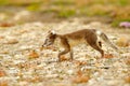 Arctic Fox, Vulpes lagopus, cute animal portrait in the nature habitat, grassy meadow with flowers, Svalbard, Norway. Beautiful Royalty Free Stock Photo