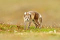 Arctic Fox, Vulpes lagopus, cute animal portrait in the nature habitat, grassy meadow with flowers, Svalbard, Norway. Beautiful Royalty Free Stock Photo