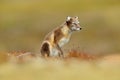 Arctic Fox, Vulpes lagopus, cute animal portrait in the nature habitat, grassy meadow with flowers, Svalbard, Norway. Beautiful Royalty Free Stock Photo