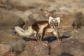 Arctic fox Vulpes lagopus also known as polar fox in summer