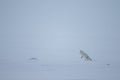 Arctic fox, Vulpes lagopus, jumping on the snow. Royalty Free Stock Photo