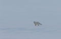 Arctic fox, Vulpes lagopus, jumping on the snow. Royalty Free Stock Photo