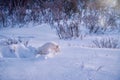 An Arctic fox Vulpes lagopus leaving its den in winter. Royalty Free Stock Photo