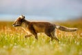 Arctic Fox, Vulpes lagopus, in the nature habitat. Fox in grass meadow with flowers, Svalbard, Norway. Beautiful animal in the