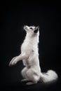 Arctic fox, Vulpes lagopus Royalty Free Stock Photo