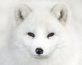 An Arctic fox Vulpes lagopus portrait isolated on white background with black nose closeup in a Canadian winter Royalty Free Stock Photo