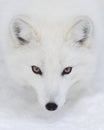 An Arctic fox Vulpes lagopus portrait isolated on white background with black nose closeup in winter in Montana, USA Royalty Free Stock Photo