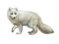 The Arctic fox Vulpes lagopus