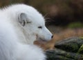 Portrait of an arctic fox, Vulpes Lagopus, male fox in white winter coat resting on the ground. Royalty Free Stock Photo