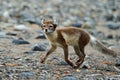 Arctic Fox, Vulpes lagopus, running animal at grey pebble beach, action scene in the nature habitat, , Svalbard, Norway