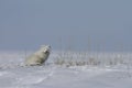 Arctic fox Vulpes Lagopus sitting next to grass, with snow on the ground, near Arviat Nunavut