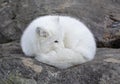 An Arctic fox Vulpes lagopus sleeping on a rocky ledge in winter in Canada Royalty Free Stock Photo