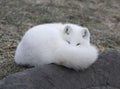 An Arctic fox Vulpes lagopus sleeping on a rocky ledge in winter in Canada Royalty Free Stock Photo