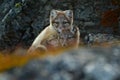 Arctic Fox, Vulpes lagopus, two young, in the nature habitat, grass meadow with flowers, Svalbard, Norway Royalty Free Stock Photo