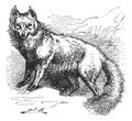 Arctic Fox or Vulpes lagopus vintage engraving Royalty Free Stock Photo