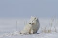 Arctic fox Vulpes Lagopus waking up from a nap and staring off into the distance, with snow on the ground, near Arviat