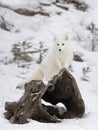 An Arctic fox Vulpes lagopus in white winter coat standing on top of a log posing in the snow in winter in Montana, USA Royalty Free Stock Photo