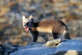 Arctic fox ,white fox , polar fox ,snow fox Vulpes lagopus young foraging in rocky terrain on the tundra in summer, Dovrefjell