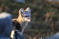 Arctic fox ,white fox , polar fox ,snow fox Vulpes lagopus young foraging in rocky terrain on the tundra in summer, Dovrefjell