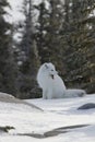 Arctic fox in white winter coat sitting on the snow, yawning