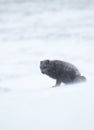 Arctic fox in winter, Iceland Royalty Free Stock Photo