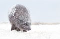 Arctic fox in winter, Iceland Royalty Free Stock Photo