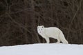 Arctic fox (Vulpes lagopus) standing in the winter snow in Canada