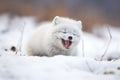 arctic fox yawn on frosty ground