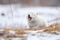 arctic fox yawn on frosty ground