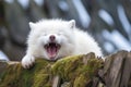 arctic fox yawning in its den Royalty Free Stock Photo