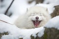 arctic fox yawning in its den Royalty Free Stock Photo