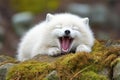 arctic fox yawning in its den Royalty Free Stock Photo