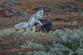 Arctic fox In a autumn landscape Royalty Free Stock Photo