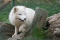 Arctic fox