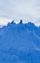 Arctic foxes on a pile of snow. Yamal. Polar