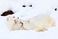 Arctic foxes playing together Royalty Free Stock Photo