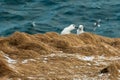Arctic fulmar bird screaming at its partner while sitting on a grassy dune with blur background Royalty Free Stock Photo