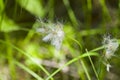 Arctic Grass Blossom