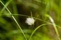 Arctic Grass Blossom