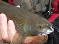 Arctic Grayling Royalty Free Stock Photo