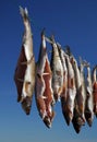 Arctic grayling fish dried on a rope Royalty Free Stock Photo