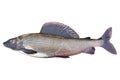 Arctic grayling fish isolated on white background. Freshwater fish. Amazing sport grayling fish isolated with clipping path Royalty Free Stock Photo