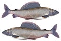 Arctic grayling fish isolated on white background. Freshwater fish. Amazing sport grayling fish isolated with clipping path Royalty Free Stock Photo