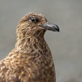 Arctic Great Skua (Stercorarius skua) Royalty Free Stock Photo