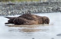 Arctic Great Skua (Stercorarius skua) Royalty Free Stock Photo