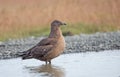 Arctic Great Skua (Stercorarius skua) Royalty Free Stock Photo