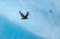 Arctic Great Skua (Stercorarius skua) Royalty Free Stock Photo