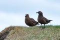 Arctic Great Skua Stercorarius skua Couple Iceland