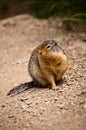 Arctic Ground Squirrel Royalty Free Stock Photo