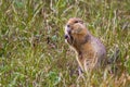 Arctic Ground Squirrel Royalty Free Stock Photo